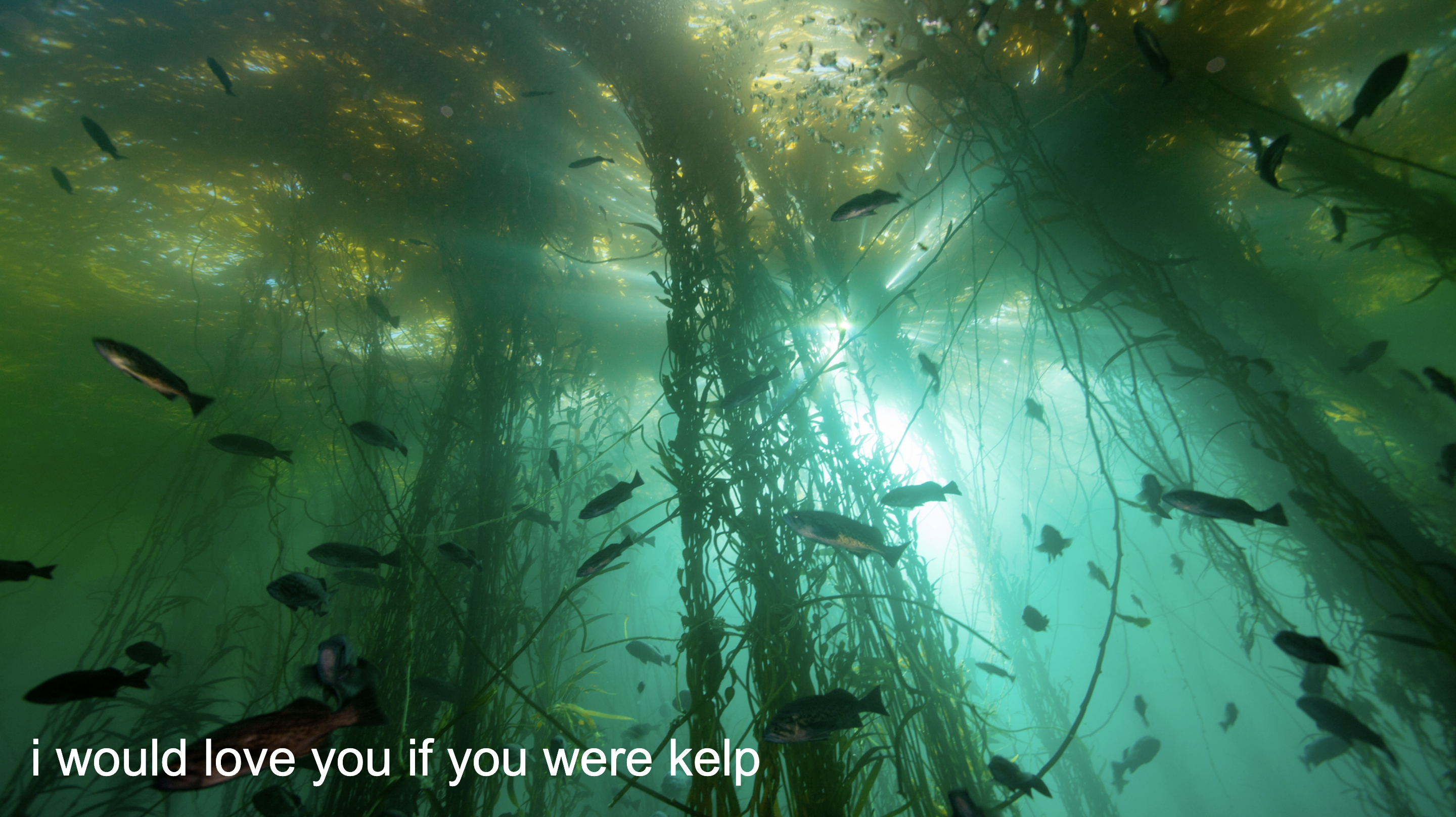 i would love you if you were kelp